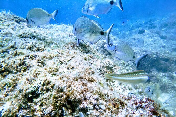 Chania Guided Snorkeling and Boat Excursion - Key Points