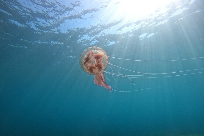Chania Guided Snorkeling and Boat Excursion - Authentic Experiences Backed by Reviews