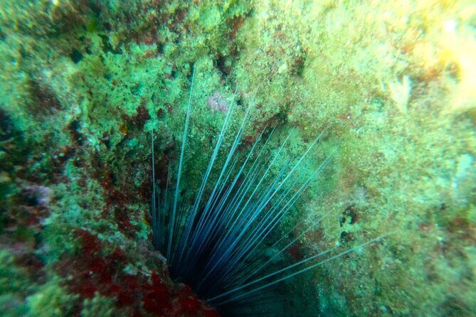 Chania Guided Snorkeling and Boat Excursion - Why This Tour Offers Great Value