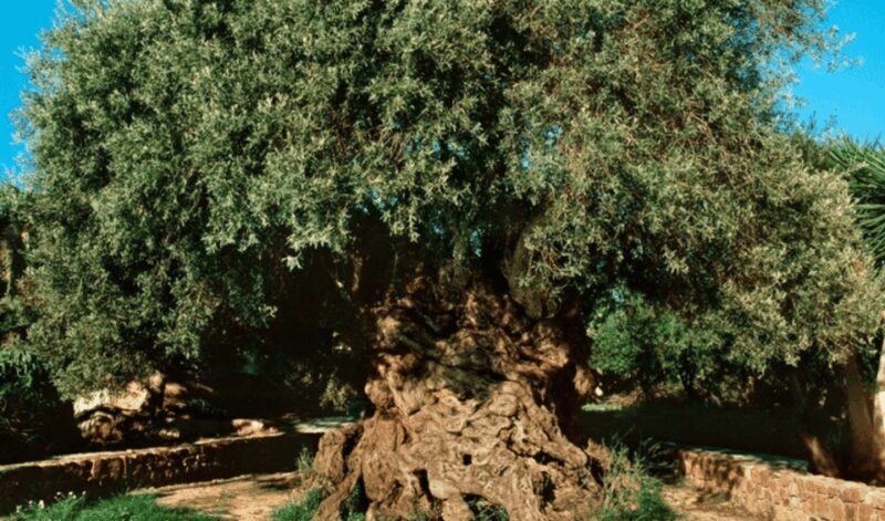 Chania Luxuries: Secrets of Wine and Olive Oil Tastings - Who Will Love This Tour?