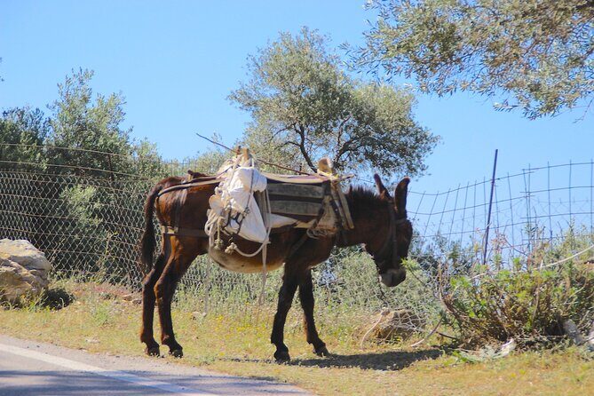 Chania Nature & Villages, White Mountains & Unique Cretan Lunch - Who Will Love This Tour?