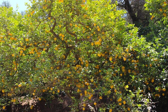 Chania Nature & Villages, White Mountains & Unique Cretan Lunch - FAQ
