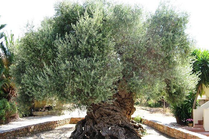 Chania Old Town - Millennial Olive Tree - Olive Oil Mill - FAQ