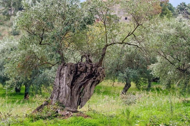 Chania: Olive Harvest Day Trip with Guide & Transport - Key Points