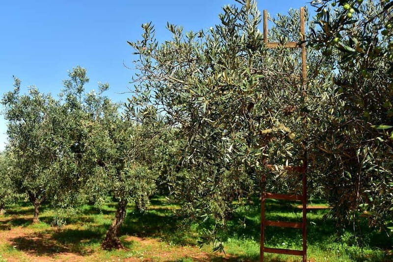 Chania: Olive Harvest Day Trip with Guide & Transport - A Closer Look at the Experience