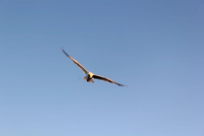Chania Pink Sand Beaches Private Tour: Elafonisi & Falasarna - What Makes This Tour Stand Out