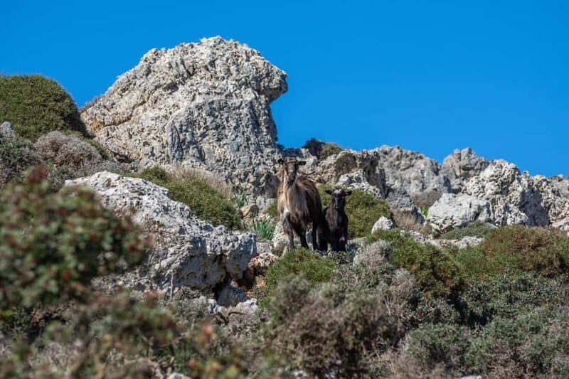 Chania: Private Jeep Safari to Balos, Falassarna & Elafonisi - FAQ