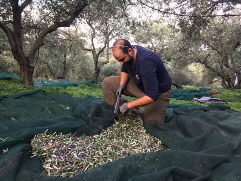 Chania Private Olive Oil Tour: Oil Tasting & Villages Tour - Chania Private Olive Oil Tour: Oil Tasting & Villages Tour