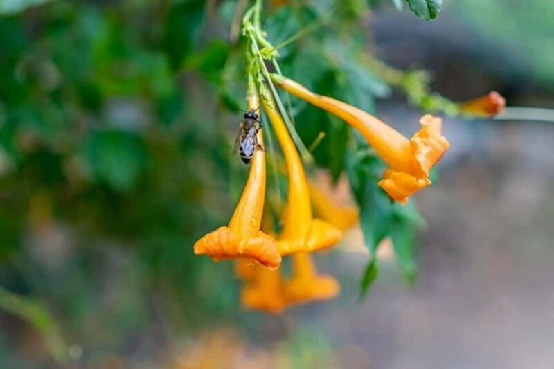 Chania Safari & Botanical Garden  Nature & Aromas Tour - Why This Tour Excels