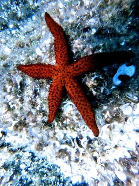 Chania: Scuba Diving for Beginners - Final Thoughts: Is This Experience Right for You?