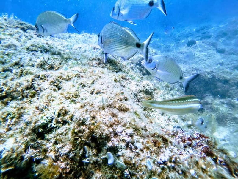 Chania: Scuba Diving for Beginners - FAQs