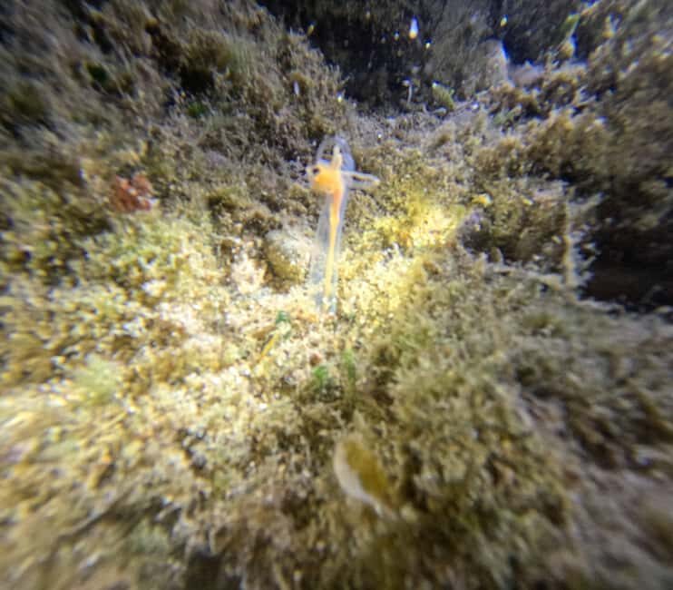 Chania Scuba Diving | Night Dive | Certified Divers - What Past Participants Say