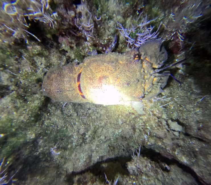 Chania Scuba Diving | Night Dive | Certified Divers - Frequently Asked Questions