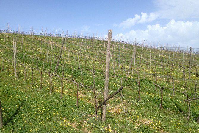 Chania Shore Excursion Off Road Vineyard and Winery Tour Half Day - Authentic Crete in a Nutshell: Off-Road Vineyard & Winery Tour