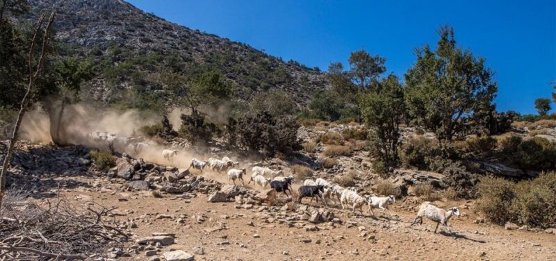 Chania: White Mountains Safari Tour with Lunch and Tastings - Final Thoughts