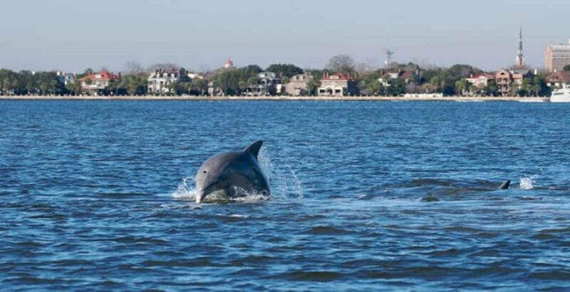 Charleston: Daytime or Sunset Historic Harbor Cruise - Exploring Charleston Harbor: A Full Breakdown