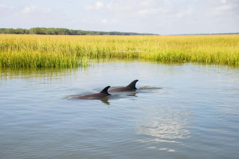 Charleston/Folly Beach: Sandbars & Swimming (BYOB) - The Sum Up: Who Should Book This Tour?