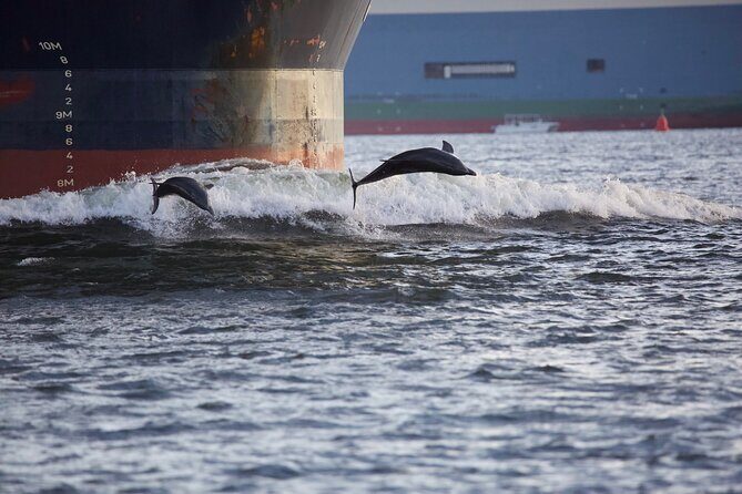 Charleston Harbor Sunset Cruise Scenic Views and Dolphin Spotting - FAQs