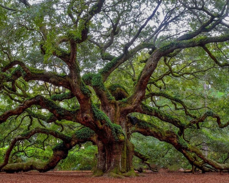 Charleston: Historic District & Plantation VIP Private Tour - Key Points