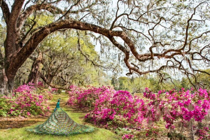 Charleston: Magnolia Plantation Entry & Tour with Transport - The Practicalities: Transportation, Timing, and Value