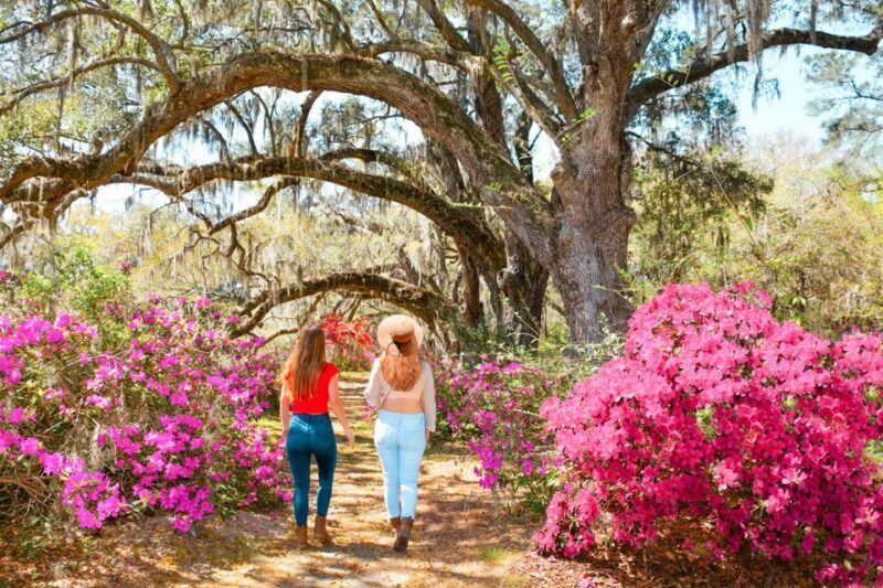 Charleston: Magnolia Plantation Entry & Tour with Transport - The Sum Up