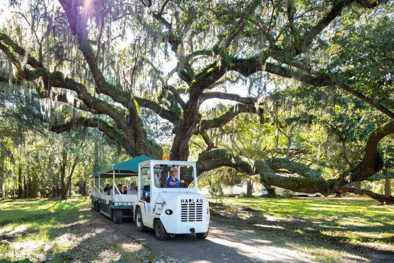 Charleston: Magnolia Plantation & Gardens Guided Tour - Charleston: Magnolia Plantation & Gardens Guided Tour