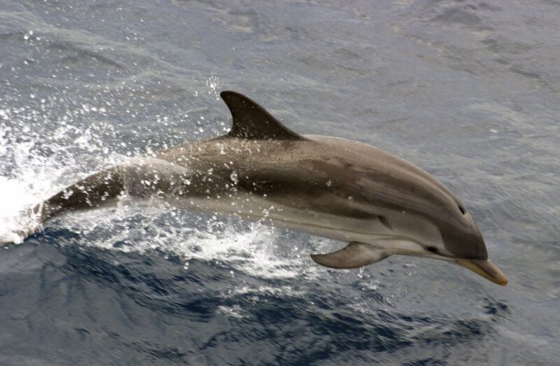 Charleston: Sightseeing Harbor Tour & Dolphin Watch - The Best Fit for This Tour
