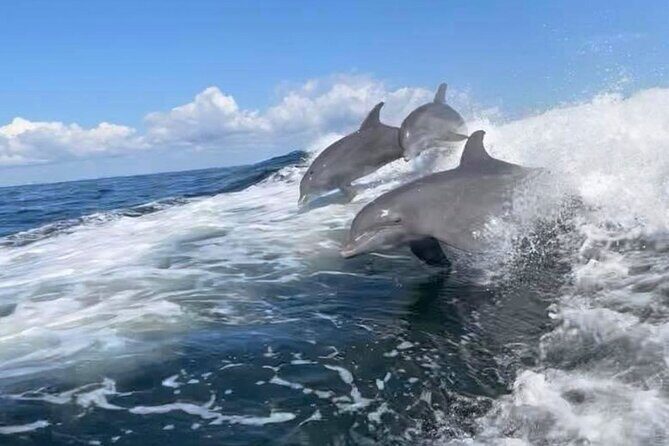 Charlotte Harbor: Dolphin Discovery Day Cruise - An In-Depth Look at the Charlotte Harbor Dolphin Discovery Day Cruise