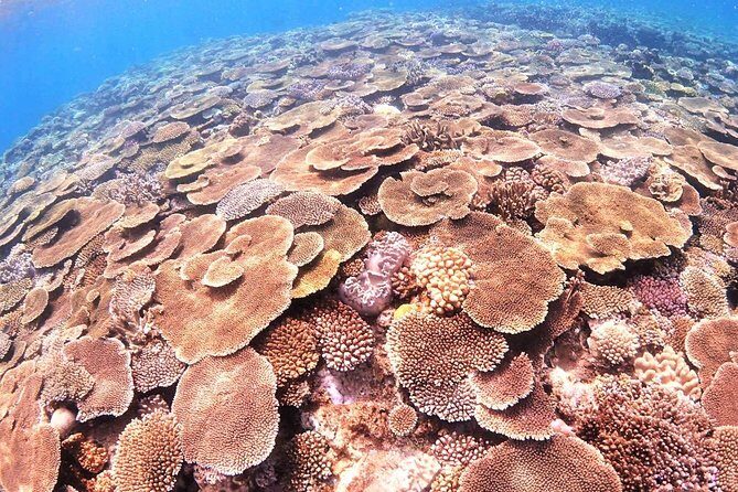 Charter Snorkeling (near Churaumi Aquarium) Free photo gift - A Closer Look at the Charter Snorkeling Near Churaumi Aquarium