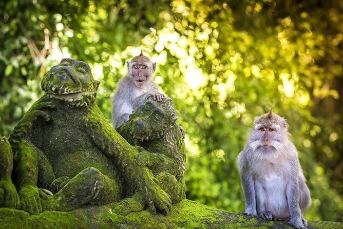 Charter Standard Vehicle with Driver at Bali- 5 Hours Usage - Key Points