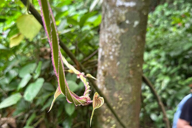 Chase Waterfalls - Discover a hidden 180ft rainforest gem - The Sum Up