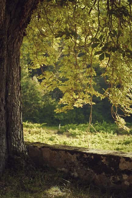 Château Arton Guided Tour and Armagnac Tasting - The Sum Up