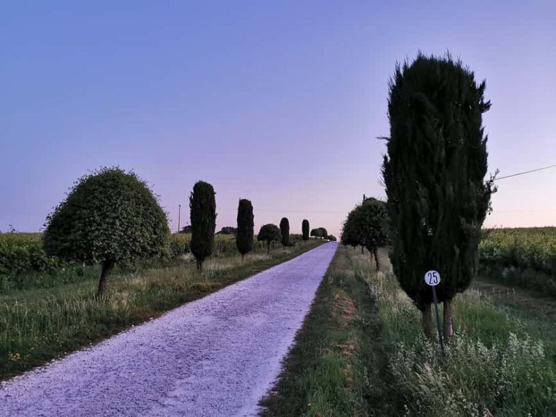 Château Arton : The Secrets of Haut-Armagnac Experience - Authenticity and Educational Value