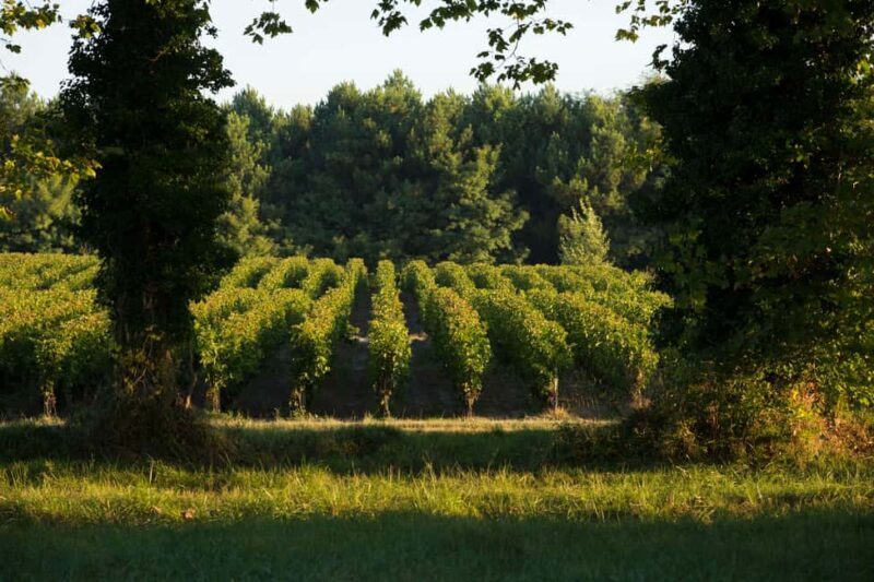Château Olivier: One Hour Vineyard Tour with Wine Tasting - Final Thoughts