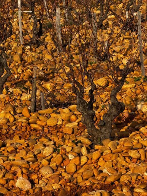 Châteauneuf-du-Pape: Full-day wine tour with sommelier - Discover Châteauneuf-du-Pape with a Full-Day Wine Tour and Expert Sommelier