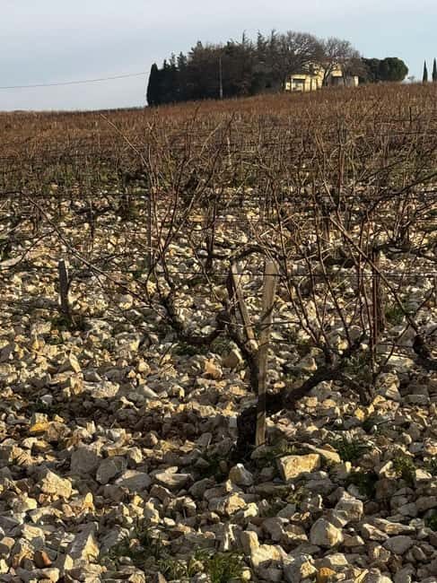 Châteauneuf-du-Pape: Full-day wine tour with sommelier - Practical Tips for Travelers