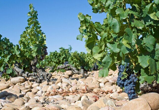 Châteauneuf du Pape Wine Day Tasting Tour including Lunch from Avignon - Key Points