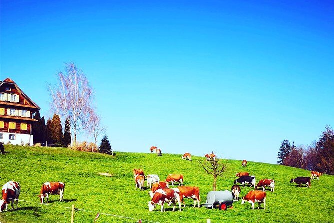 Cheese, Chocolate and Wine in the Bern Region from Luzern - Key Points