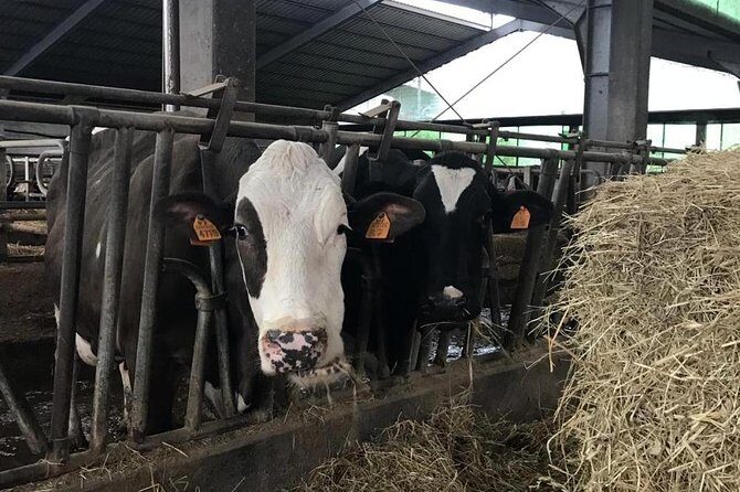 Cheese dairy farm, winery, liqueurs and spirits, ham and sausage factory - Key Points
