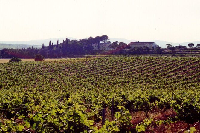 Cheese Factory Workshop with Wine Tasting in Requena, Valencia - Final Thoughts: Is It Worth It?