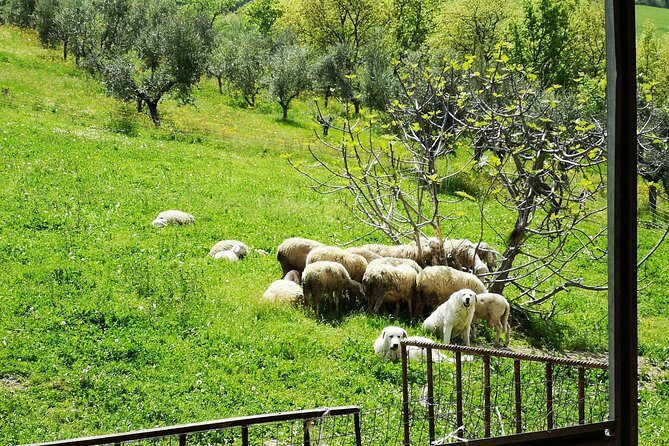Cheese & ricotta making  Teramo (Abruzzo) Italy - Authenticity and Authentic Experience: What Travelers Say