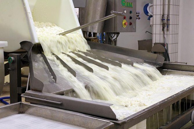 Cheesemaker for a day & visit to the dairy - An In-Depth Look at the Sardinian Cheese-Making Experience