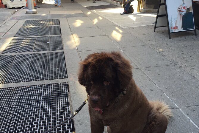 Chelsea Herald and Times Square - What Travelers Say and Why It Matters