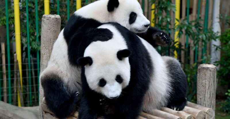 Chengdu: 2 Days Panda, Leshan Buddha and Emeishan Group Tour - FAQs
