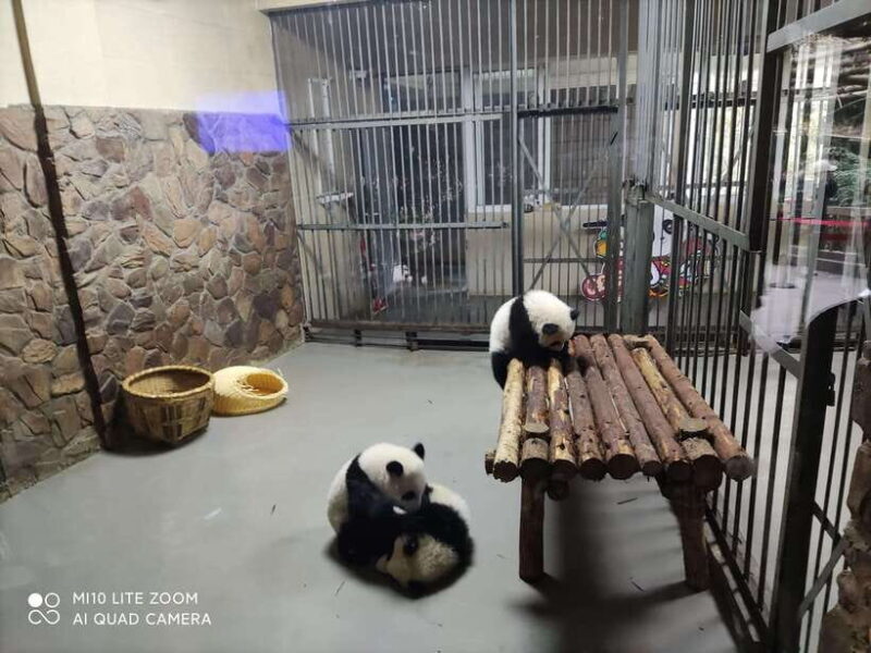 Chengdu: 3-Day Panda Base, Giant Buddha, and Ancient Town - Who is This Tour Best For?