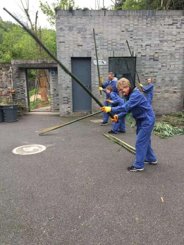 Chengdu: 4-Day Wolong In-Depth Panda Tour - An In-Depth Look at the 4-Day Panda Adventure