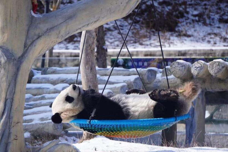 Chengdu: 4-Day Wolong In-Depth Panda Tour - FAQ