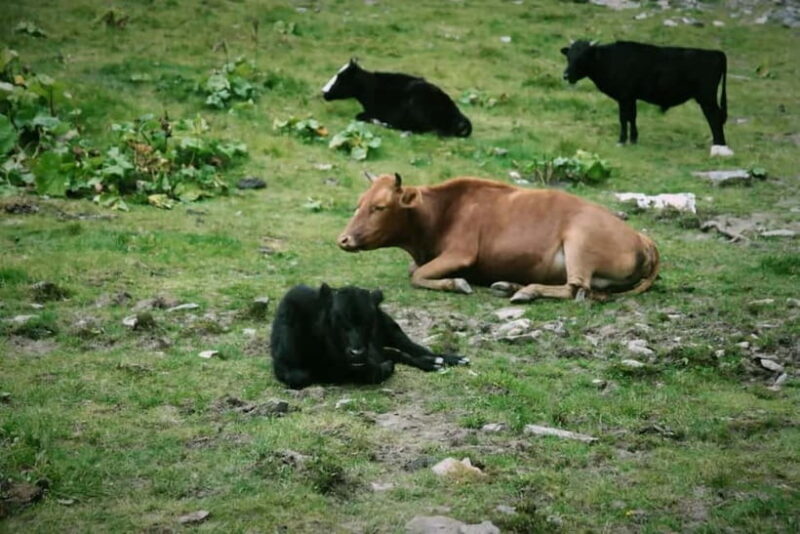 Chengdu: Algou Valley Hiking Tour with Roundtrip Transfer - Discovering the Charm of the Algou Valley from Chengdu