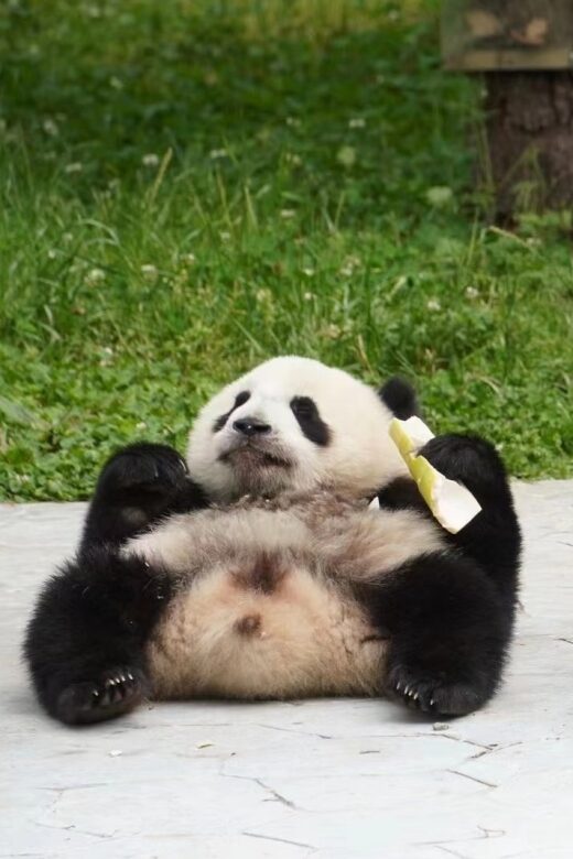 Chengdu: Chengdu Day Trip with Giant Panda and Leshan Buddha - Final Thoughts: Is This Tour Right for You?