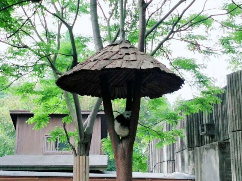 Chengdu: Chengdu Day Trip with Giant Panda and Leshan Buddha - FAQs